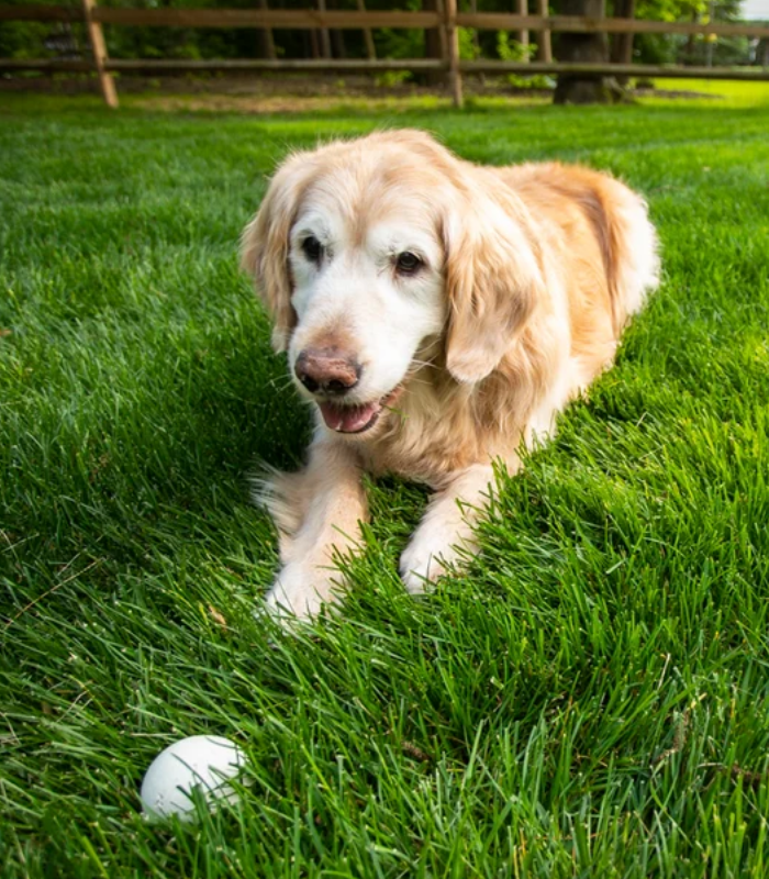 Lawn insect treatment