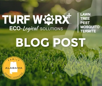 Ultimate Guide for Mowing Bermuda