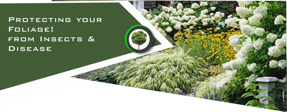 Turf Worx Plus featured service 5